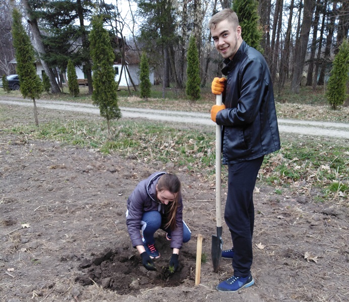 Освоюємо технологію посадки кедрів